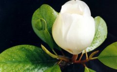 ����θ�׵�Σ��������