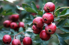 θʹθ��θ�ͣ���ζ��ҩ������������⣬��Ҳ�����鷳ҽ������æ